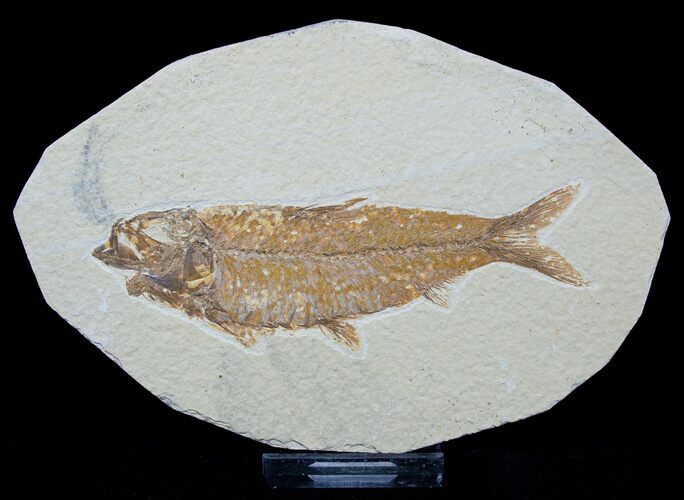 Inch Knightia Fossil Fish #1552